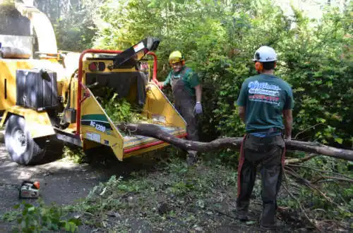 tree services Navarre Beach